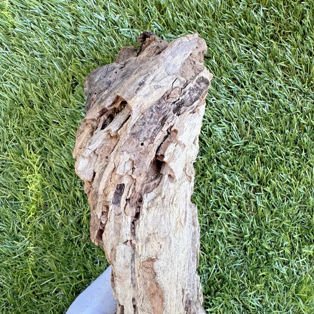 Natural Driftwood California Coast Rustic Beach Decor Aquarium Terrarium Piece
